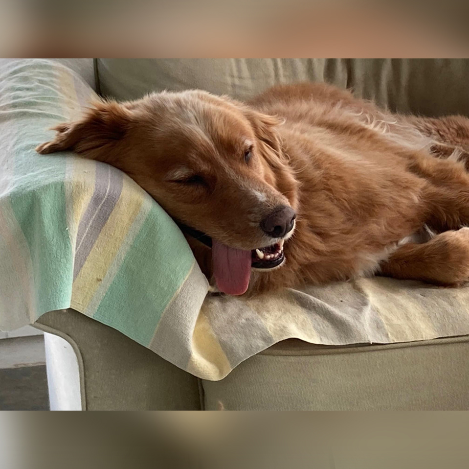 Daily Dog