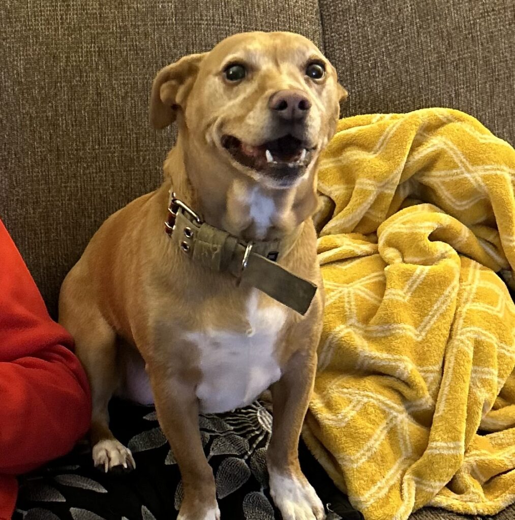 Daily Dog