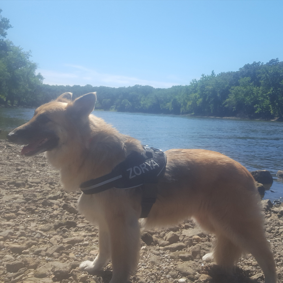 Daily Dog