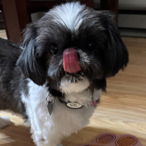 Daily Dog