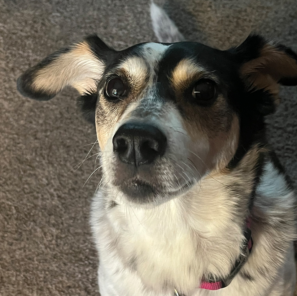 Daily Dog