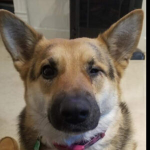 Daily Dog