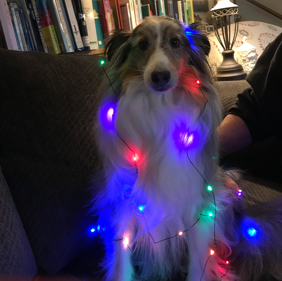 Daily Dog