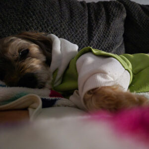 Daily Dog
