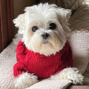 Daily Dog