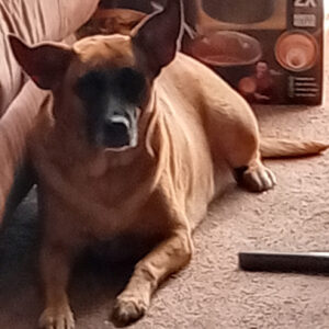 Daily Dog