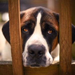 Daily Dog