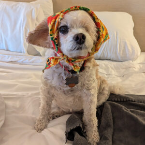 Daily Dog