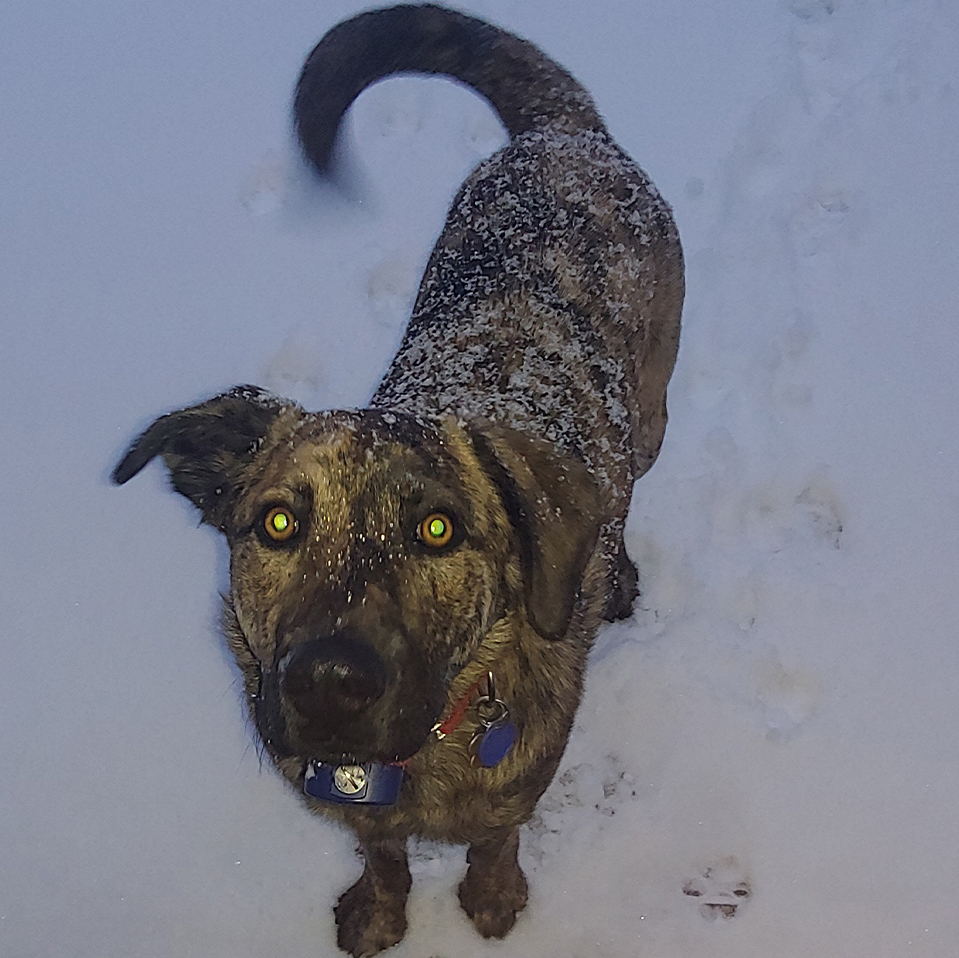 Daily Dog