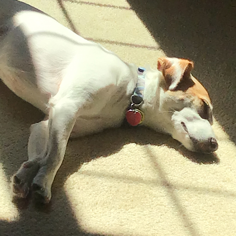 Daily Dog