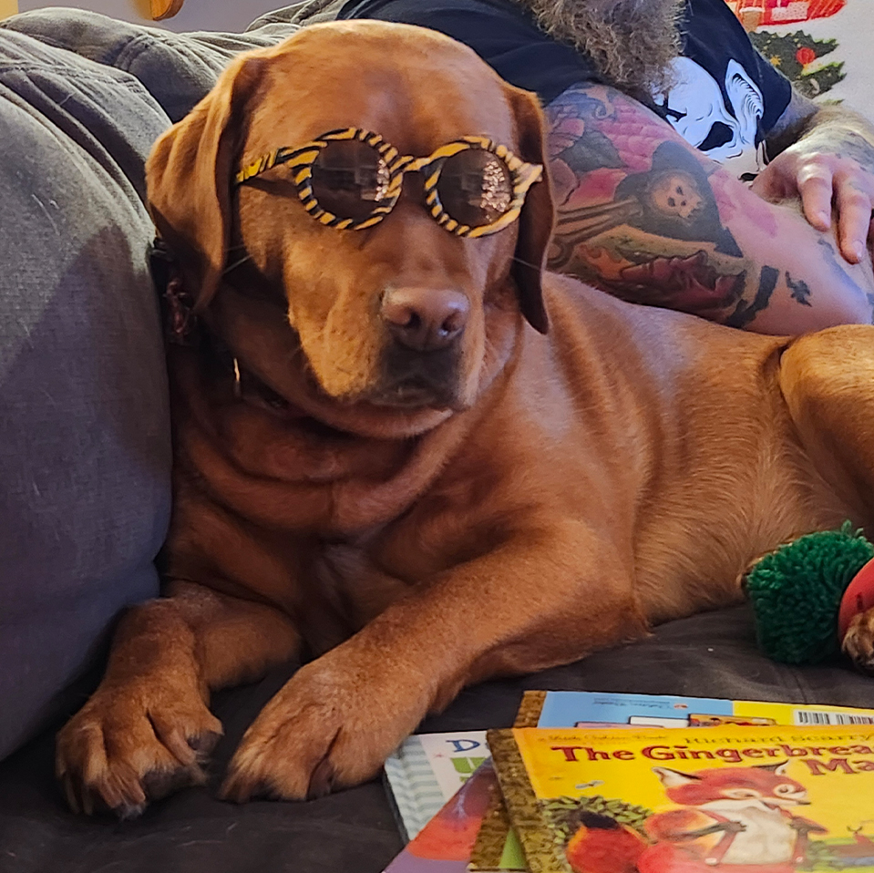 Daily Dog