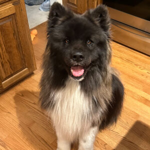 Daily Dog