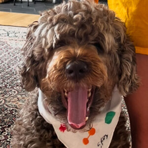 Daily Dog