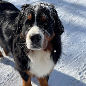 Daily Dog