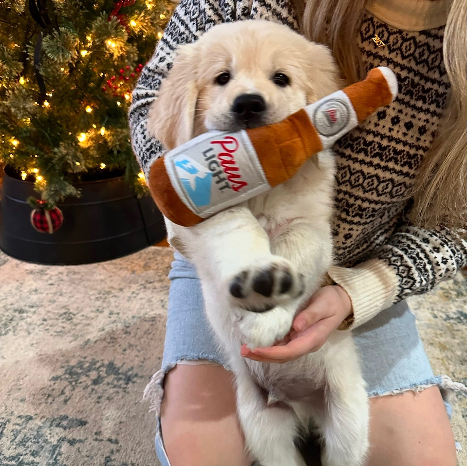Daily Dog