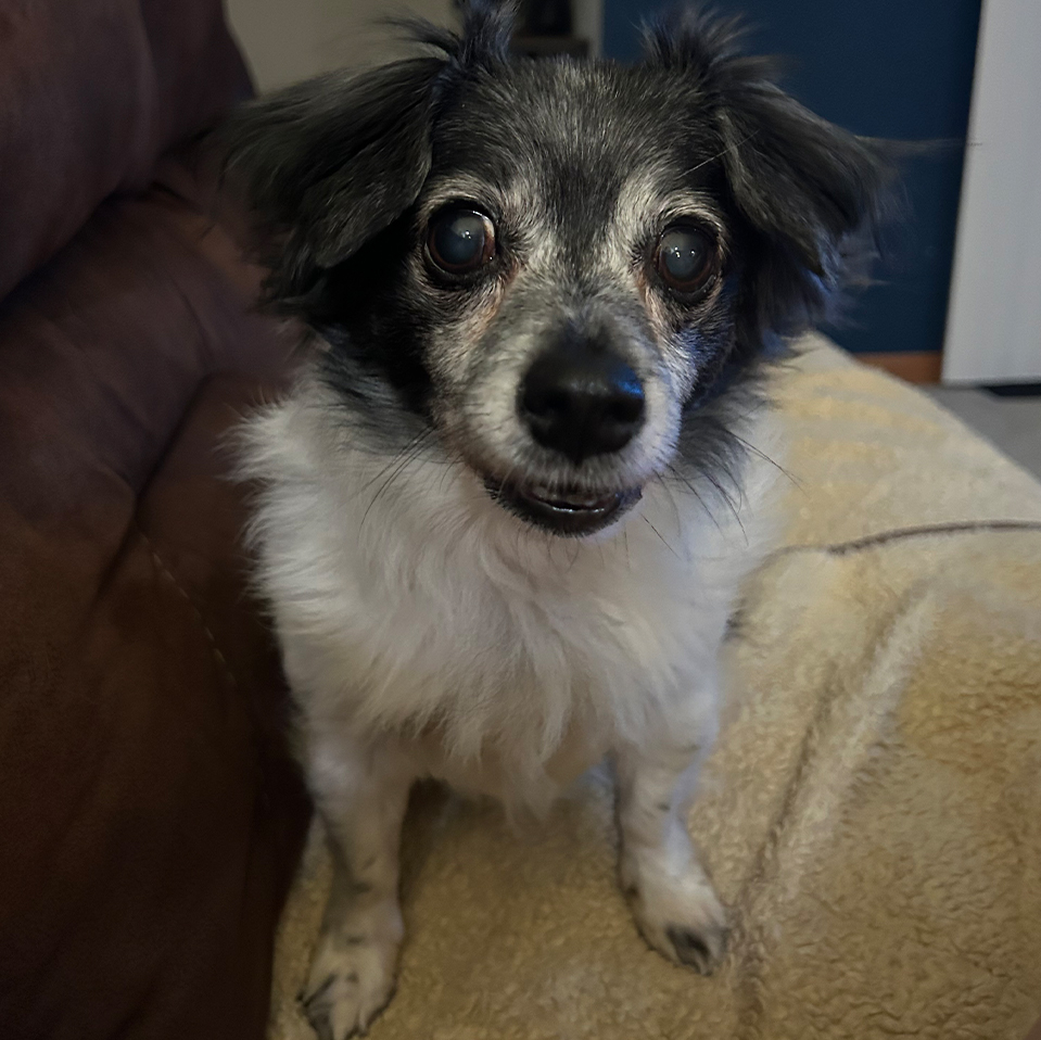 Daily Dog
