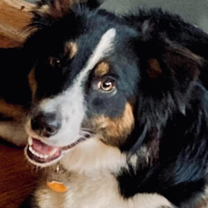 Daily Dog