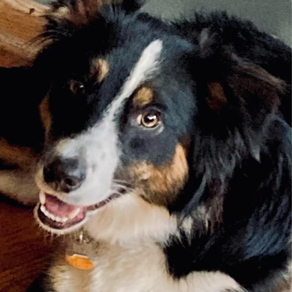 Daily Dog