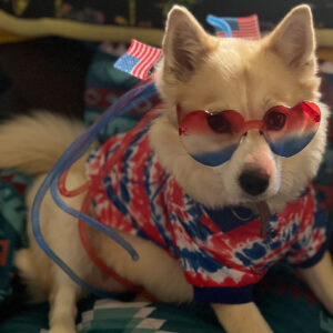 Daily Dog