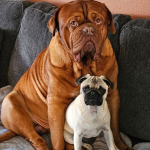 Daily Dog