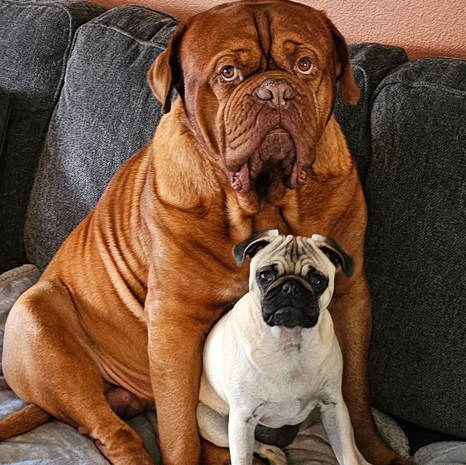 Daily Dog