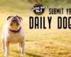 Daily Dog 2025