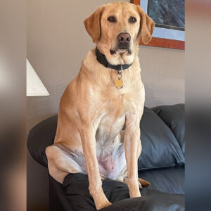 Daily Dog
