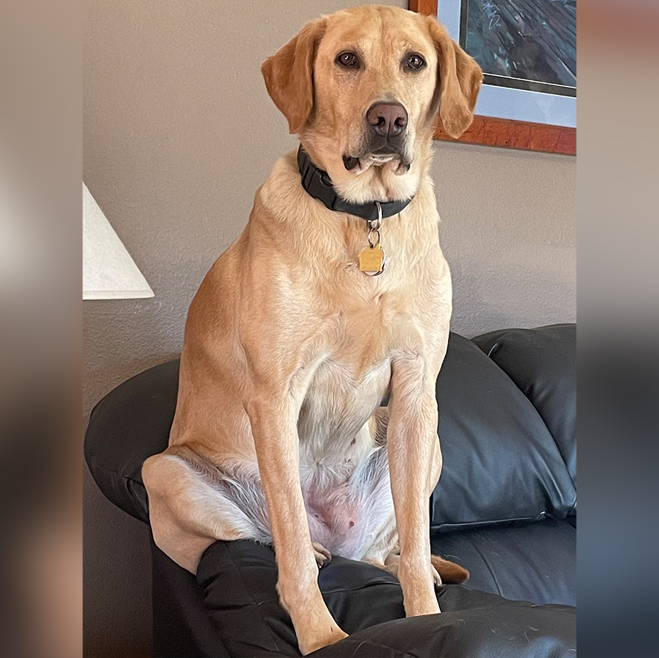 Daily Dog
