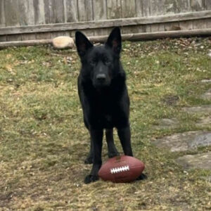 Daily Dog