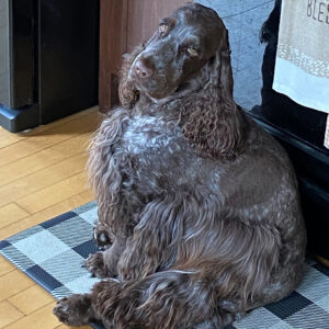 Daily Dog