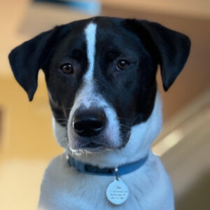 Daily Dog