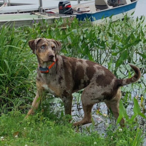Daily Dog