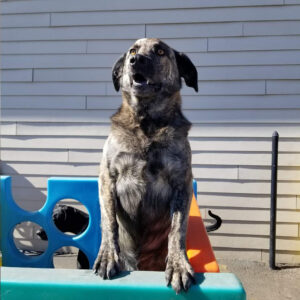 Daily Dog
