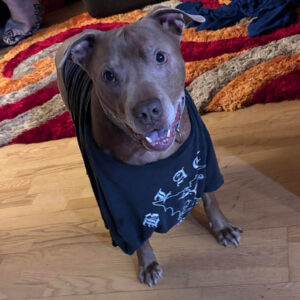 Daily Dog