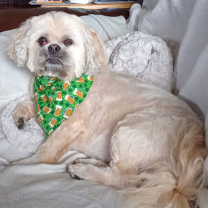 Daily Dog