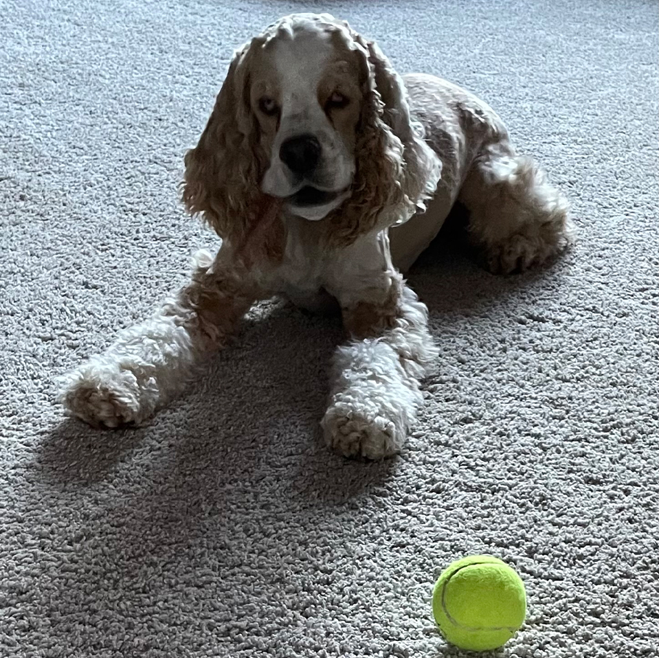 Daily Dog