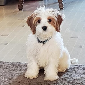 Daily Dog