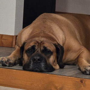 Daily Dog