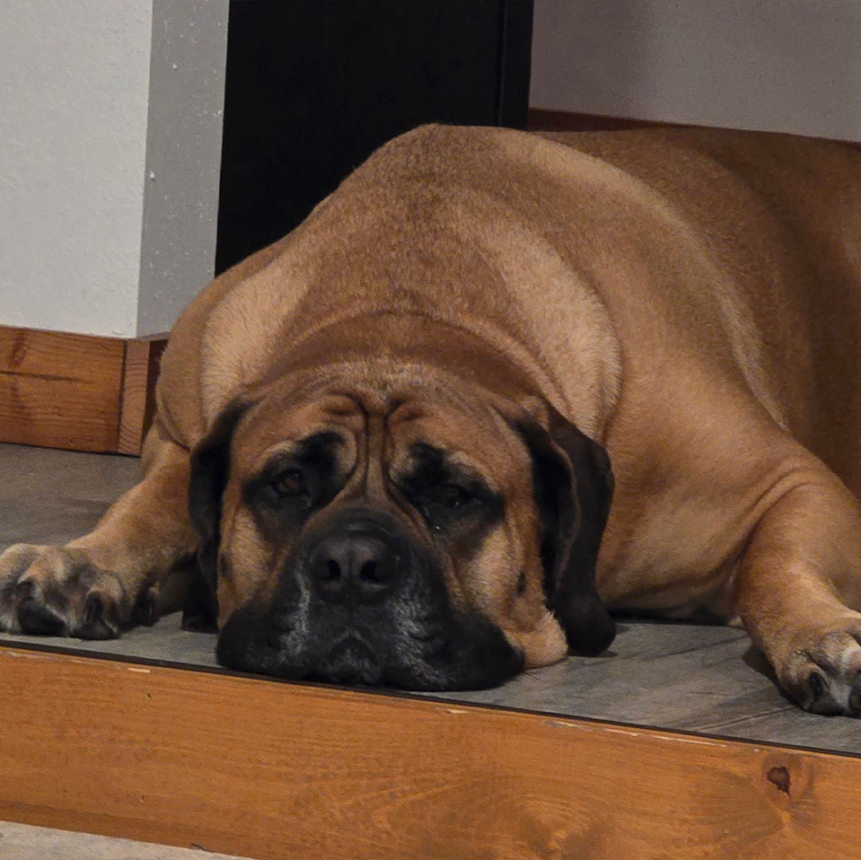 Daily Dog