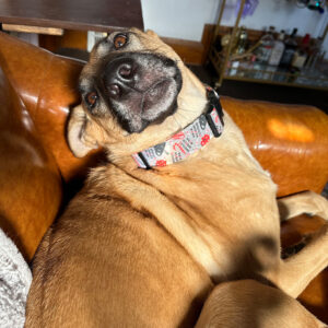 Daily Dog