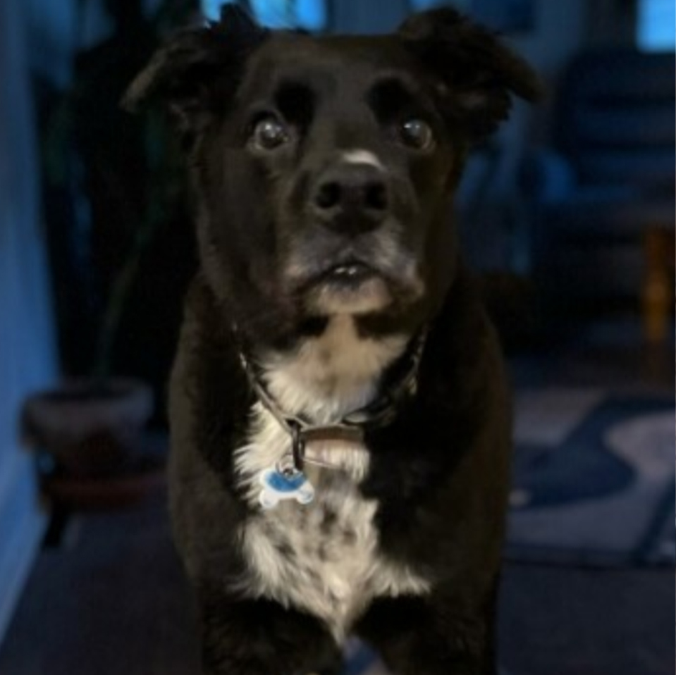 Daily Dog
