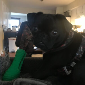 Daily Dog