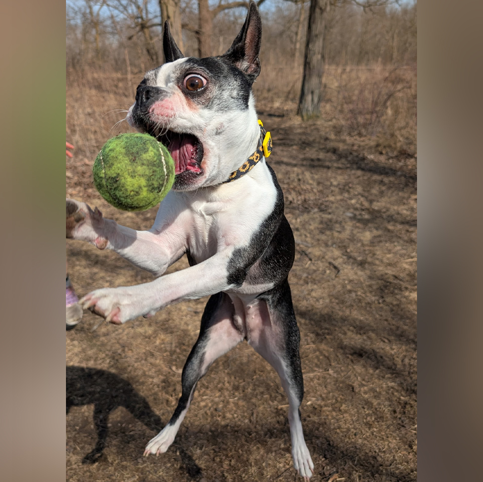 Daily Dog