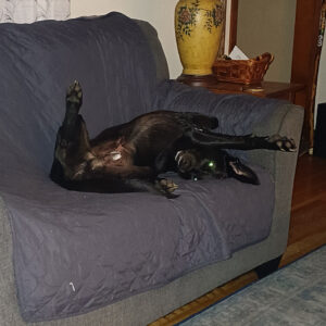Daily Dog