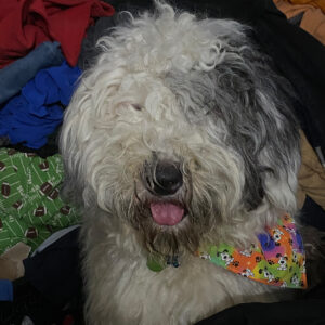 Daily Dog