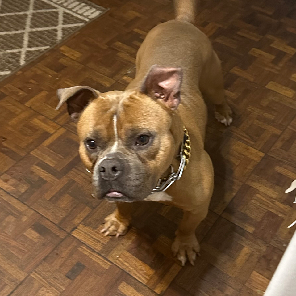 Daily Dog