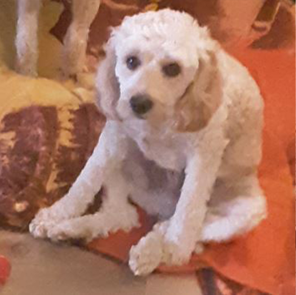 Daily Dog