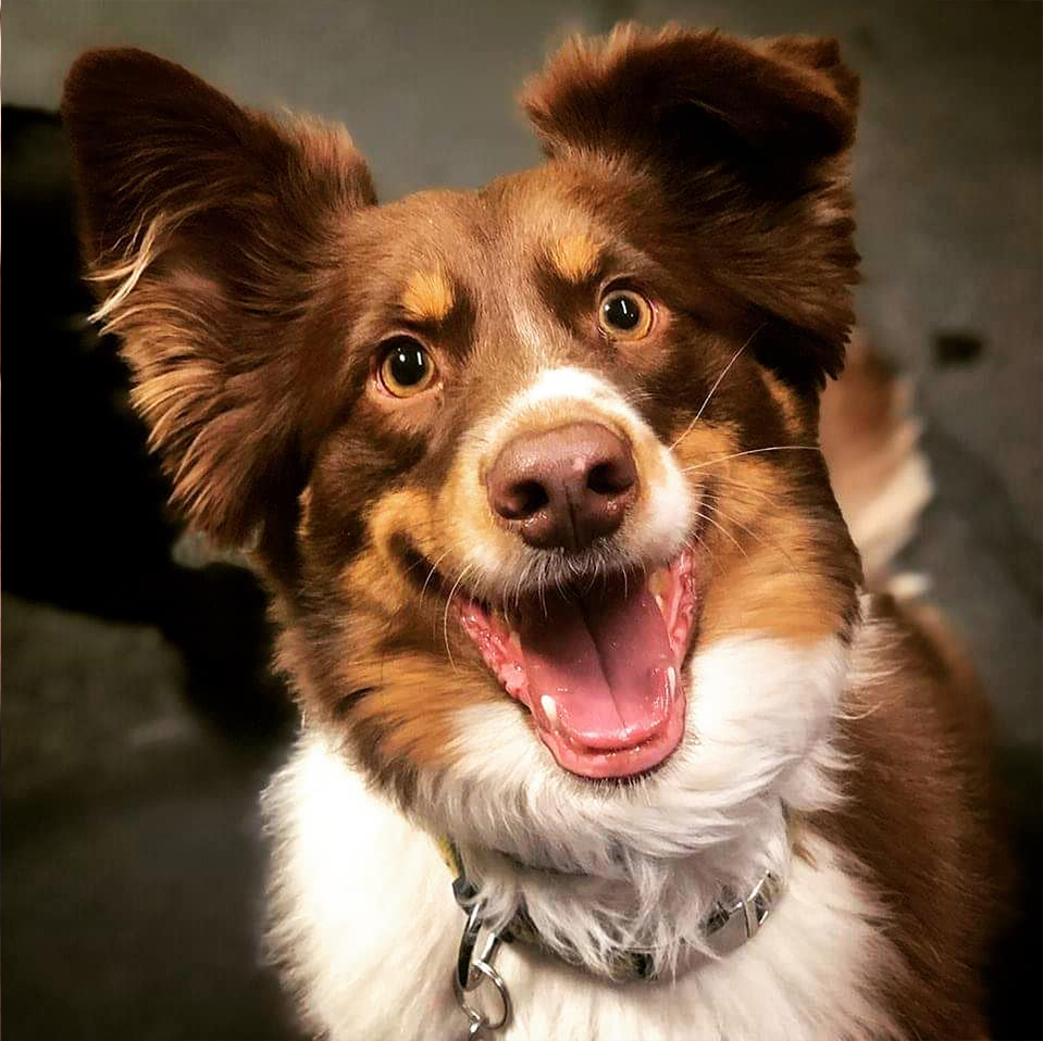 Daily Dog