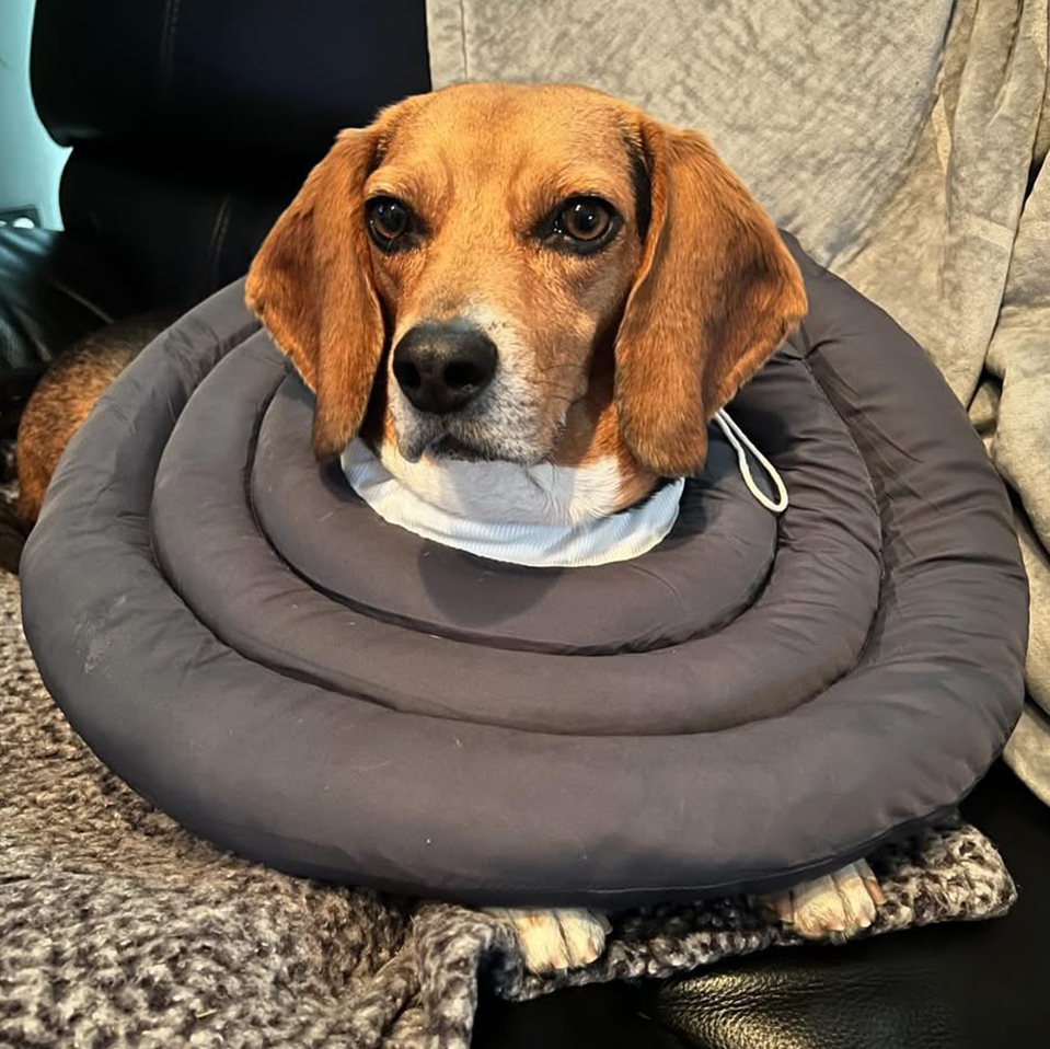 Daily Dog