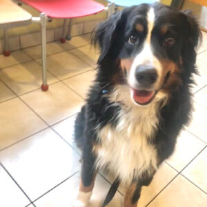 Daily Dog